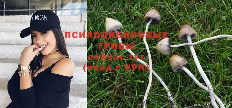 гидра рабочий сайт  Болгар  Галлюциногенные грибы Psilocybe 